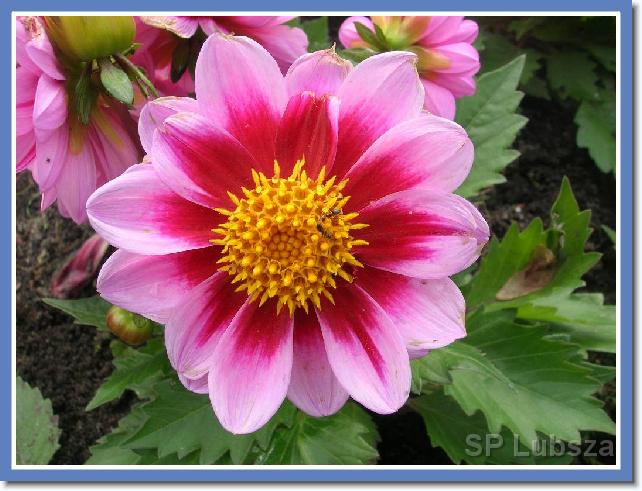 Nast�pne zdj�cie