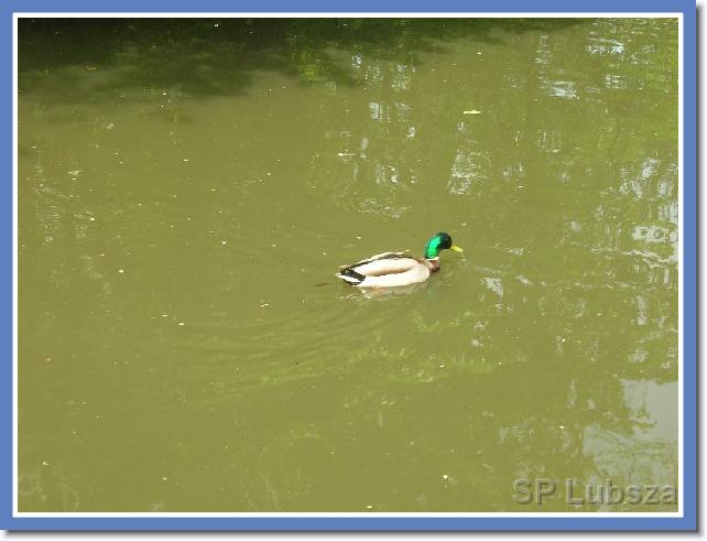 Nast�pne zdj�cie