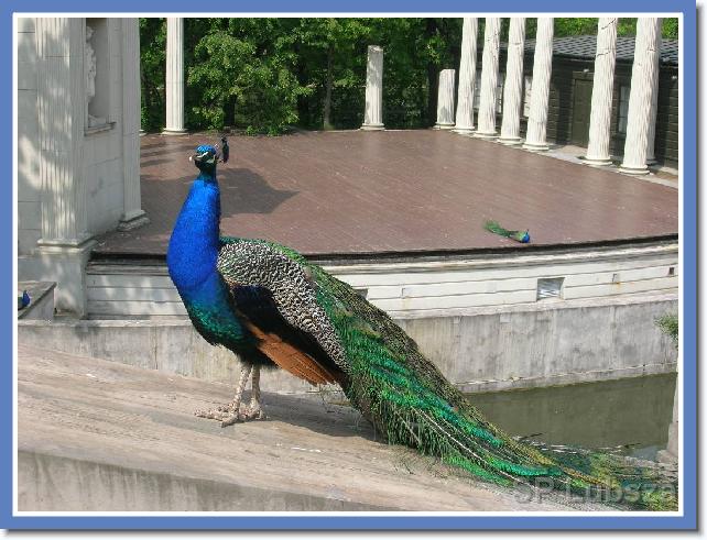 Nast�pne zdj�cie