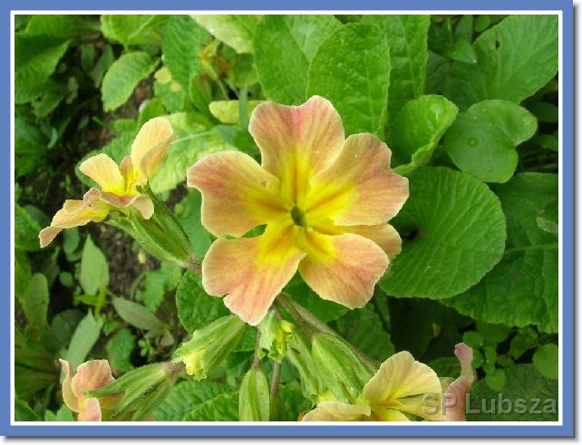 Nast�pne zdj�cie