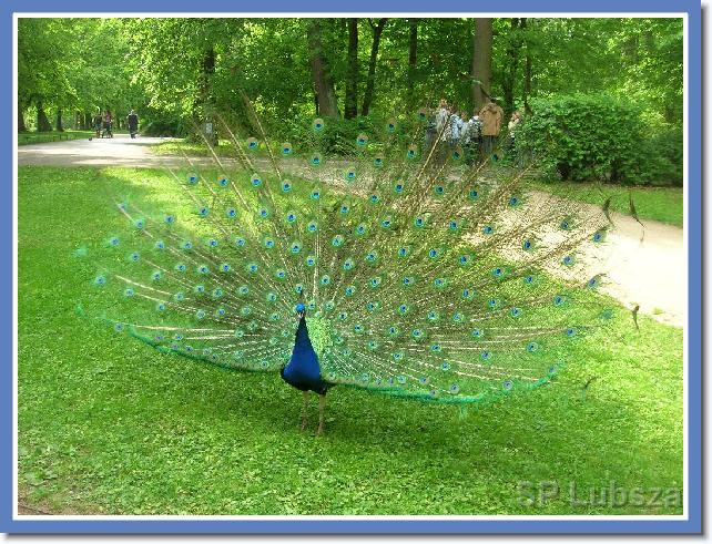 Nast�pne zdj�cie