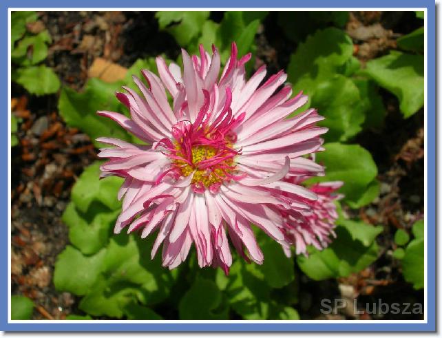 Nast�pne zdj�cie